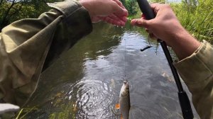 Эти приманки снова делают результат. Остались еще крупные рыбы в этой маленькой реке.