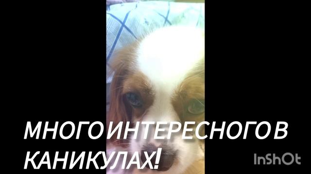 Белла и пуша часть 4 каникулы смотреть онлайн