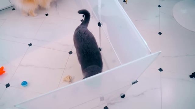 ПОБЕГ ИЗ ТЮРЬМЫ ЧЕЛЛЕНДЖ - СБОРНИК ! КТО ПОСЛЕДНИЙ покинет ТЮРЬМУ Кошка Баттерс или Шпиц Элис? смотреть онлайн