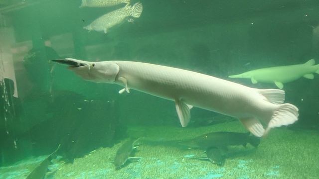 08.2025 Пенза Океанариум (5)