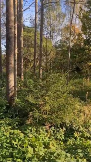 Прыжок балерины 😆 из Ярославской, в Псковскую область