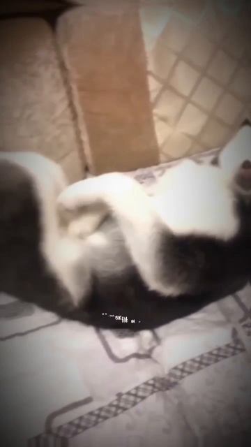 Смешные котики, собачки 👍💖#животные смотреть онлайн