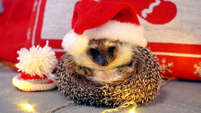 ПОКАЗ МОД - КОСТЮМЫ для Котика, Пёсика и Ежика на НОВЫЙ ГОД | Чей ОБРАЗ Лучше? | Кот Баттерс смотреть онлайн