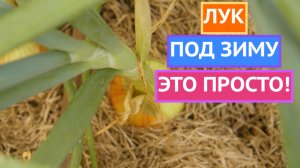МОИ СЕКРЕТЫ ПОСЕВА ЛУКА ПОД ЗИМУ ДЛЯ БОЛЬШОГО УРОЖАЯ!