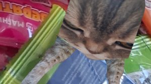 зверятыши зовут❗️лего пакетики из магнита 😅 ждите 2 часть