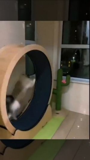 Видео от МЯУтаверс – как метавселенная, но с котами