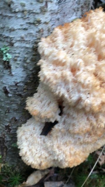 Вроде бы ежовик-гриб смотреть онлайн