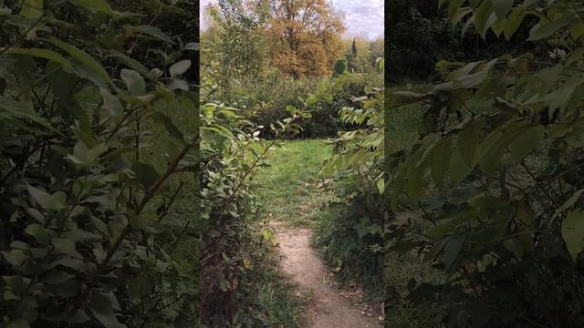 такса в парке смотреть онлайн