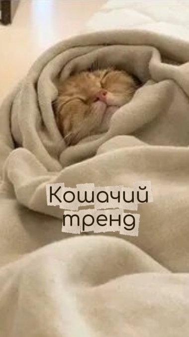 🙃Описание съел Рома🙃