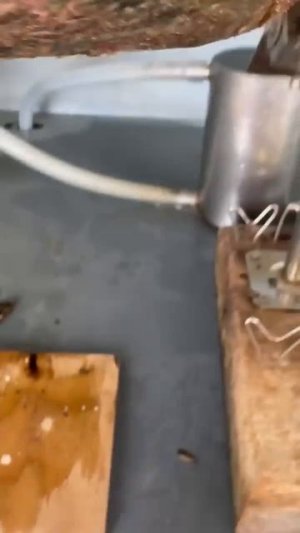 Как на фермах добывают жемчуг? #shorts