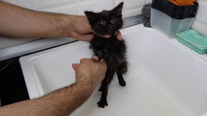 Спасаем котёнка. Забираем котёнка домой. Он будет счастлив с нами.