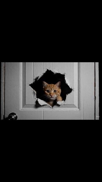 Пародия на "Сияние" с моим котом в главной роли 🐈 | "Here's Kitty!" #shorts #halloween