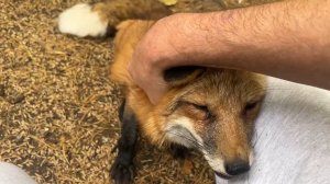 Лиса-Алиса. Завтрак с лисами