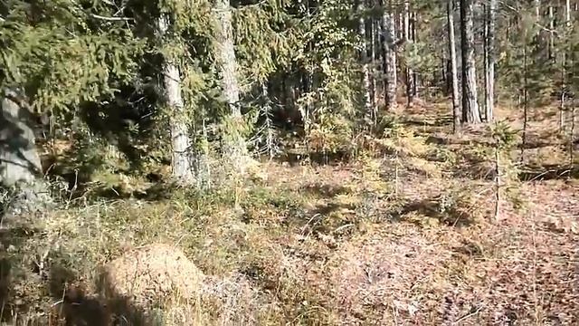 Твои глаза - Автор Ирина Савельева музыка Дмитрий Прянов поёт Николай Рябуха смотреть онлайн