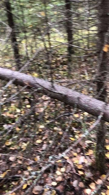 Естественный отбор всего. смотреть онлайн