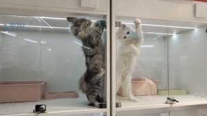 Двух котов поселили в разные клетки из-за частых драк между собой