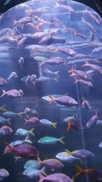 Красота в океанариуме Петербурга смотреть онлайн