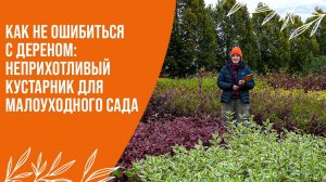 Как выбрать дерен: Обзор сортов по высотам, формам и цвету | Малоуходный сад