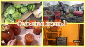 СИБИРЬ. Срубили КАПУСТУ🥬🥦. Цветы ЗАМЁРЗЛИ. Навожу уборку.