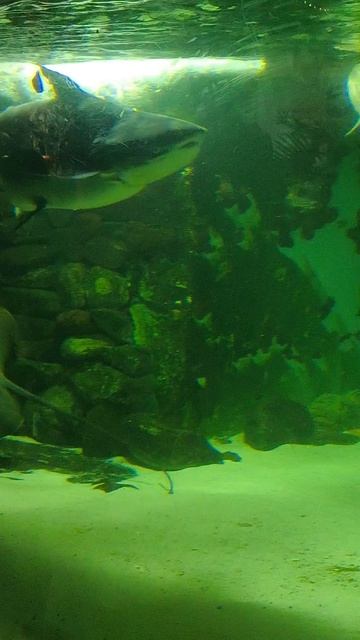 08.2025 Пенза Океанариум  (5)