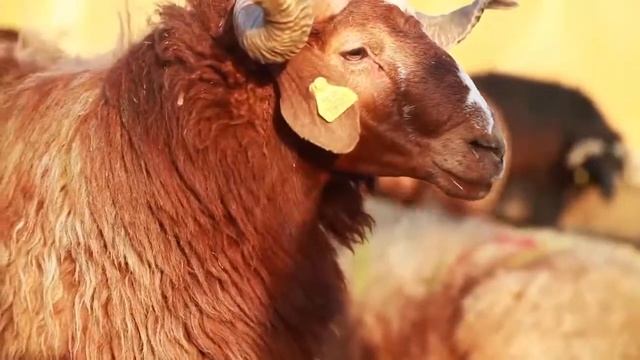 Корбан гаете | Тимергали хәзрәт Юлдашев