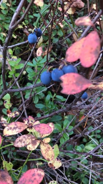 Голубика в октябре (Архангельская обл.) смотреть онлайн