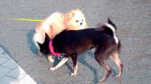 В ПЕРВЫЙ РАЗ ВЫГУЛИВАЕМ СОБАЧКУ ЭЛИС ВЕСНОЙ | ИСКУПАЛАСЬ В ЛУЖЕ | ВСЯ ГРЯЗНАЯ