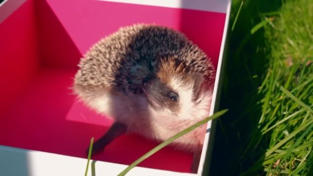 ВСТРЕЧА С КИСОЙ БАТТЕРС - ВСПОМНИТ ЛИ ОНА НАС? | НЕ ВИДЕЛИ КОШКУ ГОД смотреть онлайн