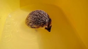 МОЮ ЁЖИКА БРУНО с ЩЕТКОЙ  | Купаем Ёжика - SPA for hedgehog