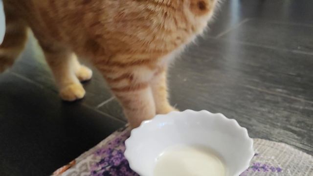 молочное утро 🌄🥛🐱😋👍 смотреть онлайн