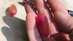 МОНОПОЛИСТ (МУСКАТ МОНОПОЛИЯ) виноград раннего срока созревания с ярким мускатом и красивым цветом