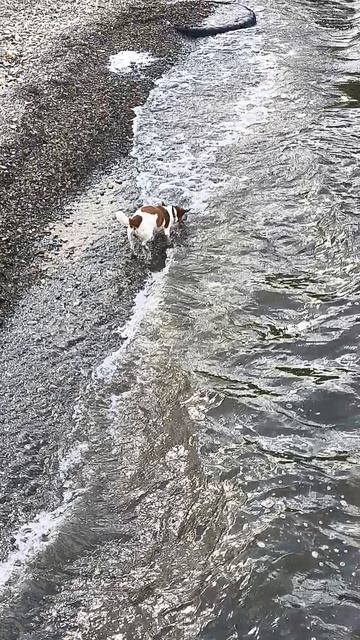 08.2025 Березовая роща на пляже