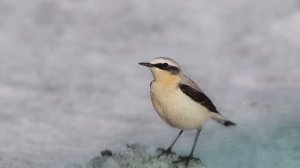 Звук природы. Пение птицы Каменка обыкновенная в осеннем лесу