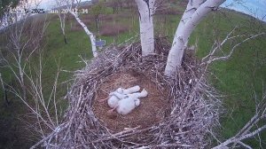 Гнездовая жизнь дальневосточных аистов