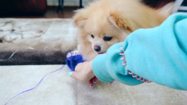 КИСА БАТТЕРС ГУЛЯЕТ по СНЕГУ | ЗНАКОМСТВО с Птичкой СИНИЧКОЙ смотреть онлайн