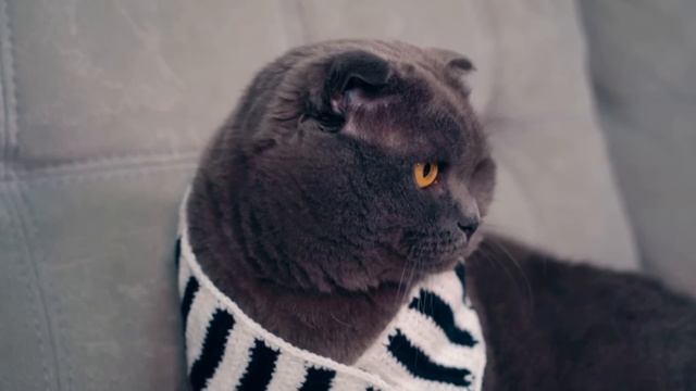 ШКОЛЬНЫЙ ПОКАЗ МОД - КОСТЮМЫ для Котика, Пёсика и Ежика | Чей ОБРАЗ Лучше? | Кот Баттерс смотреть онлайн