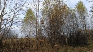 Ловля певчих птиц