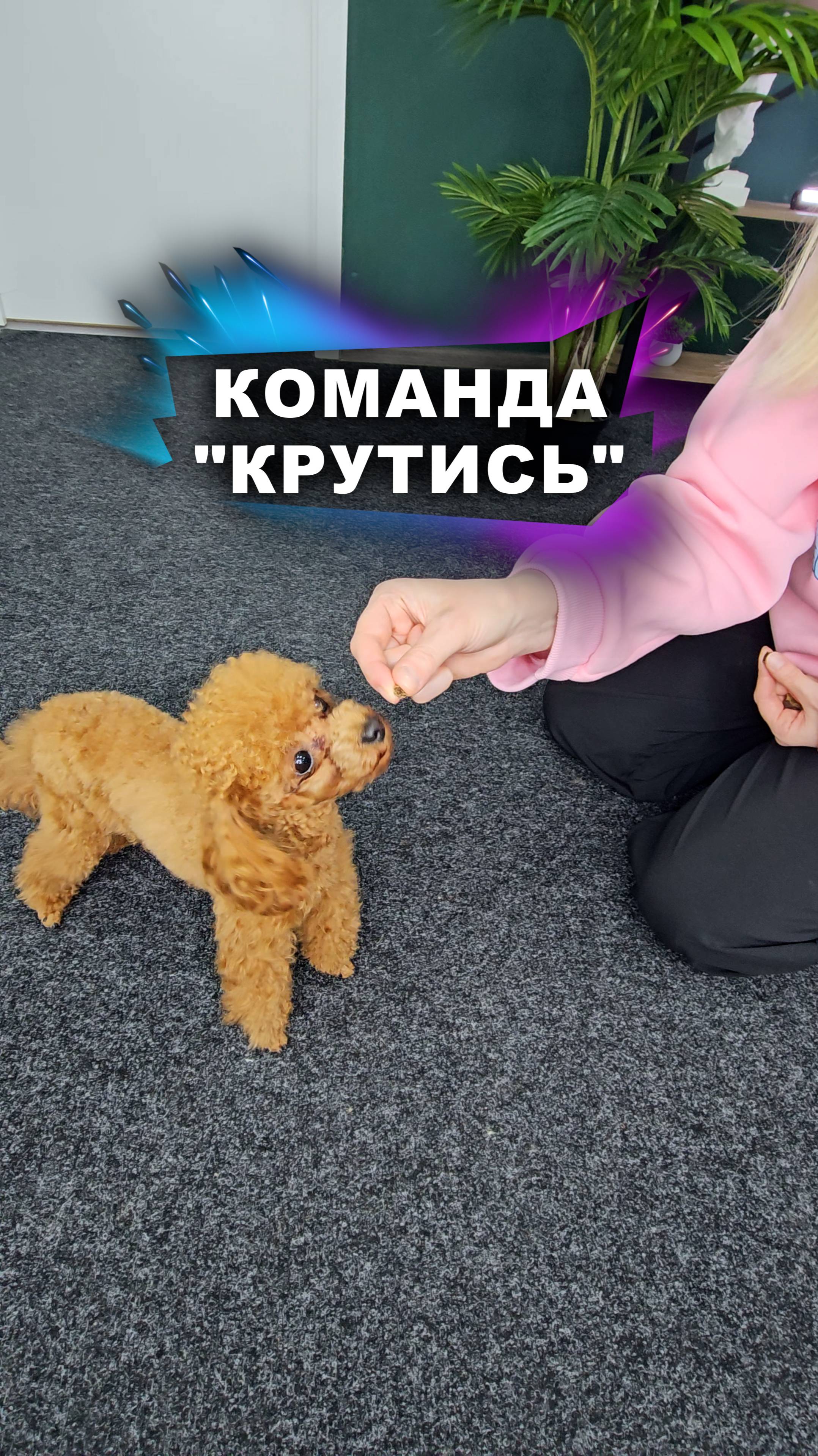 Щенок будет крутиться, как заводной! #животные смотреть онлайн