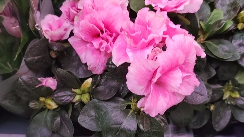 Воровство на рынках // Цветы в Леруа смотреть онлайн