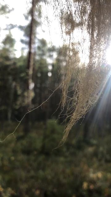 Уснея бородатая (лишайник) смотреть онлайн