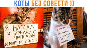 КОТЫ, КОТОРЫМ НЕ СТЫДНО ))) Приколы | Мемозг 1668