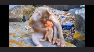 Почему макаке Либби долгое время прощали жестокое обращение ... 1000036428.mp4