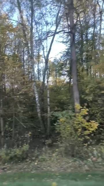 Лес по дороге смотреть онлайн