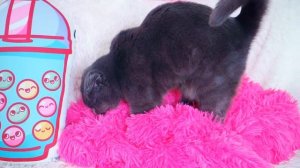 ПОВТОРЯЮ СВОИ ДЕТСКИЕ ФОТОГРАФИИ | ЧЕЛЛЕНДЖ