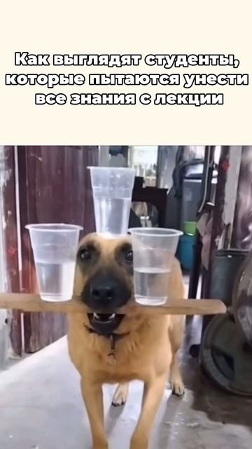 Студент, когда пытается унести знания с лекции смотреть онлайн