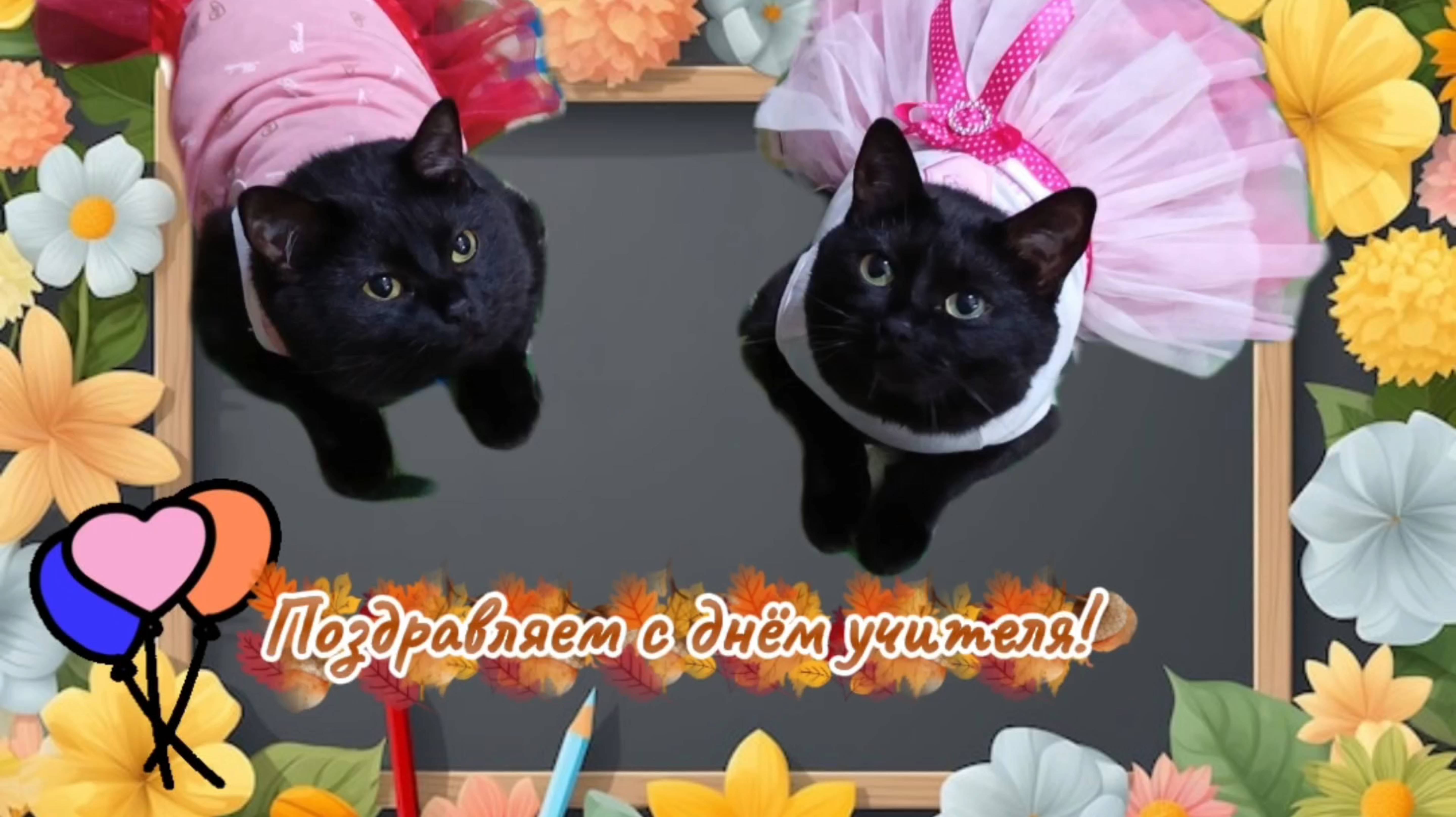 Поздравляем С ДНЁМ УЧИТЕЛЯ! смотреть онлайн