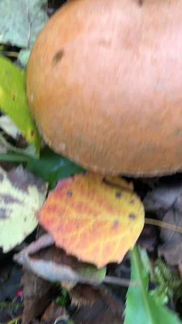 Октябрьский подосиновик смотреть онлайн