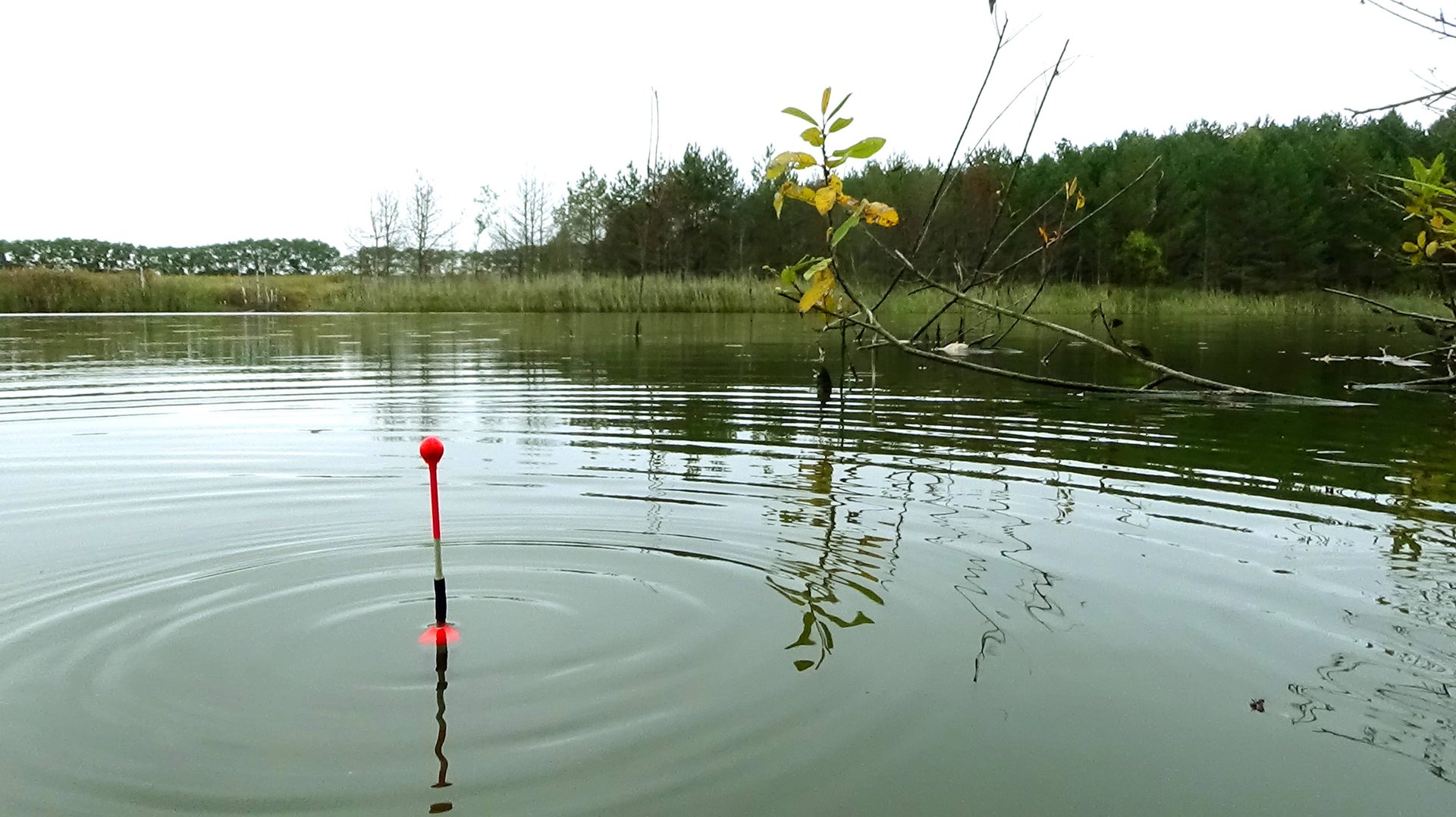Рыбалка в октябре на карася на новом интересном пруду на поплавок! Будет ли там хороший? смотреть онлайн