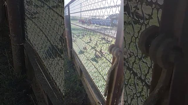 обзор что изменилось в совхозе 1 часть