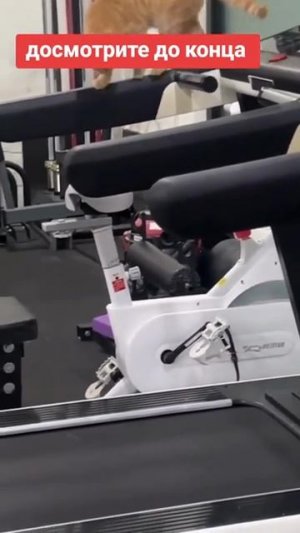 даже кот занимается а ты сейчас в телефоне сидишь и зыркаешь на это